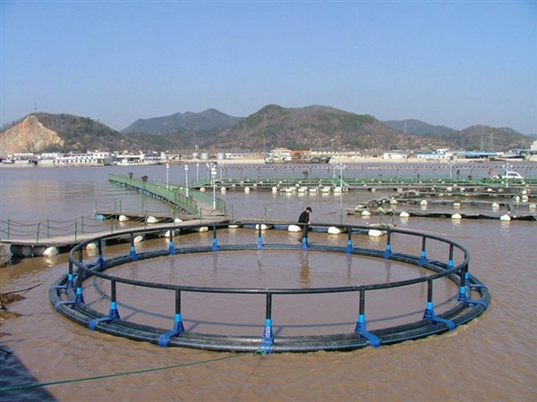 海口網(wǎng)箱養(yǎng)殖.jpg